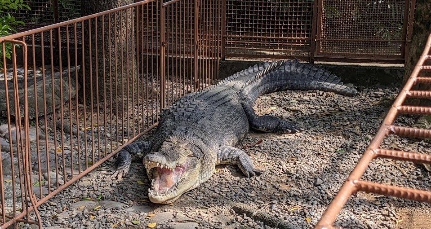 Atagawa Tropical & Alligator Garden (Banana-Wani-En), Japan